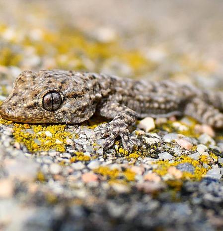 Pequeña salamanquesa.