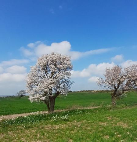 Almendros en flor en La Segarra.
