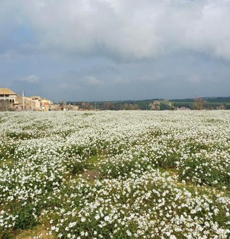 Rabaniza blanca en Ossó de Sió.