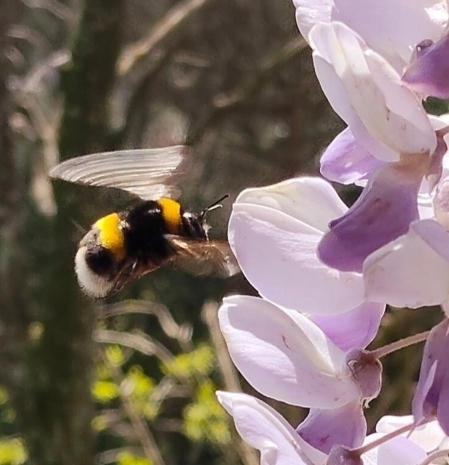 El insistente revoloteo del abejorro, en Sant Cugat del Vallès.