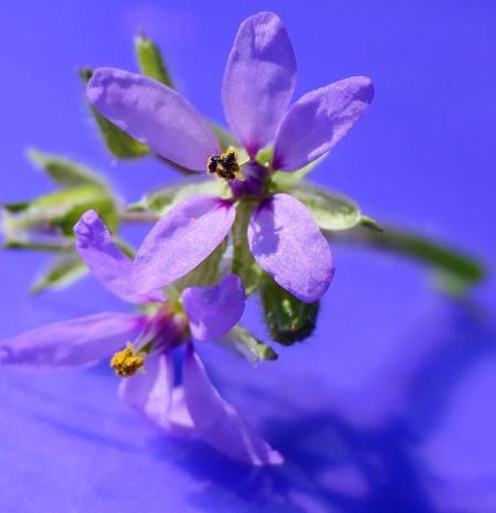 La flor de los alfileres, en Vilobí d'Onyar.