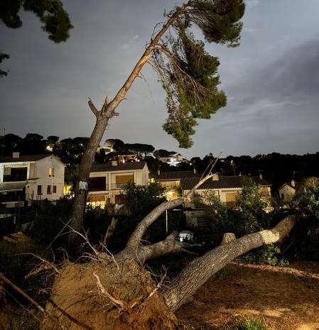 Árbol torcido y árbol caído por el temporal en Premià de Dalt.