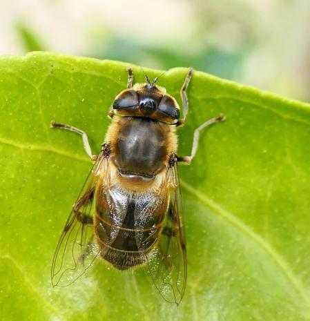 Mosca zángano hembra.