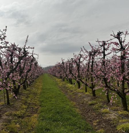 La floración ya deslumbra en Aitona.