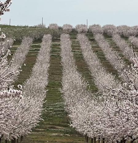 La geometría de los campos de almendros en flor en Alcanó.