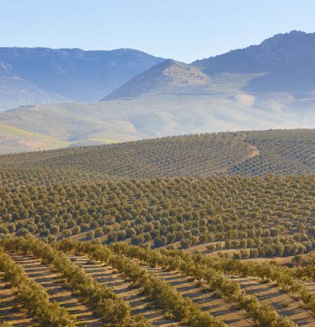 Cuando se celebra en toda la Tierra el Día Mundial del Medio Ambiente, se hace necesario detenernos un instante para recordar el papel crucial que el sector primario juega a la hora de contribuir a salvar el planeta