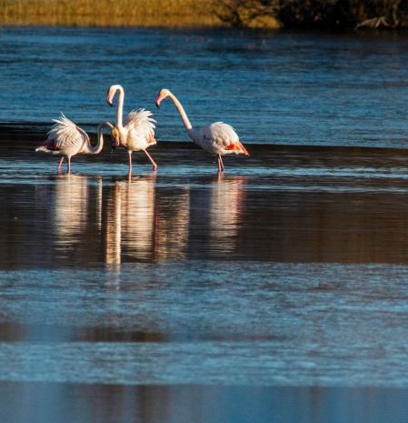 Flamencos en el agua helada de los Aiguamolls del Empordà.