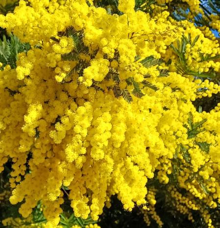 Mimosas en Matadepera.