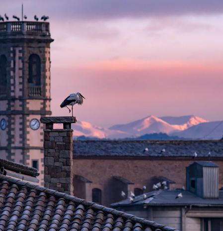 El repostaje de las cigüeñas en Olost.