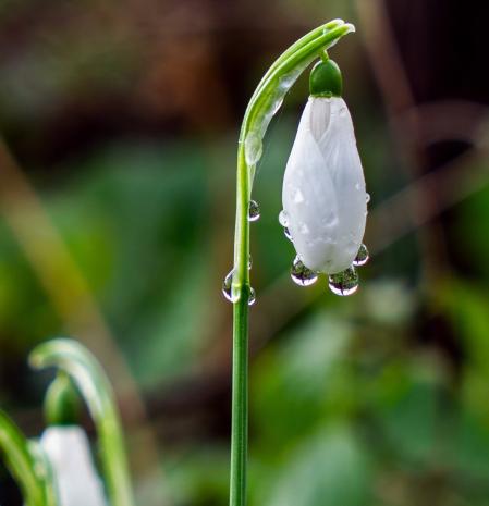 Lirios de invierno en Viladrau.