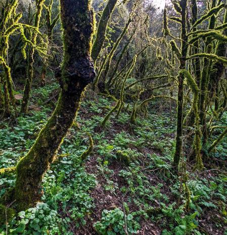 Espectáculo de bosques húmedos en Les Guilleries.