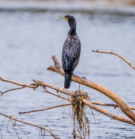 Cormorán en el Ter.