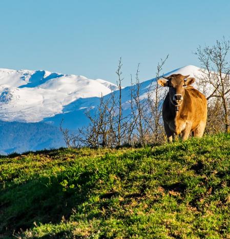 Sant Bartomeu del Grau.