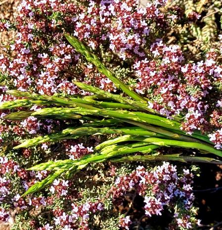 Sant Llorenç del Munt.