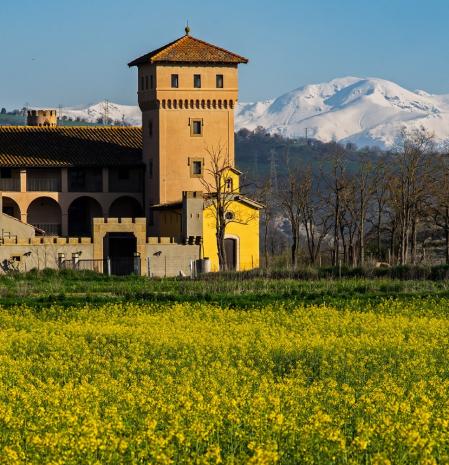 Els Felius, frontera entre el amarillo de la colza y el blanco de la nieve.
