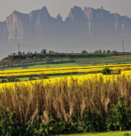 Montserrat con los campos de colza.