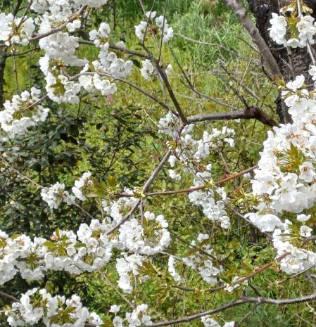 La primavera del cerezo en Ullastrell.