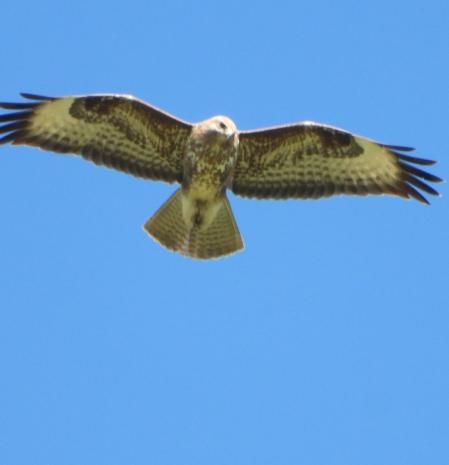 Busardo ratonero, en el cielo del Urgell.