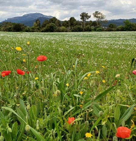 Paisaje primaveral en Sabadell con vistas a Sant Llorenç del Munt.