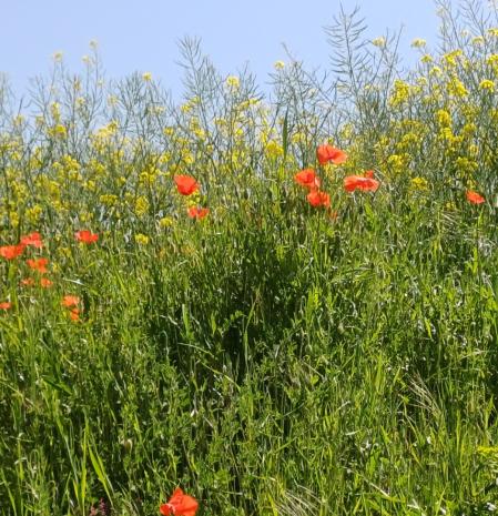 Primavera en Folgueroles.