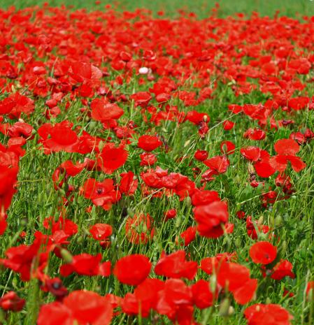 Campo de amapolas en Gurb.