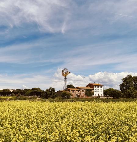 El campo brilla lleno de colzas.