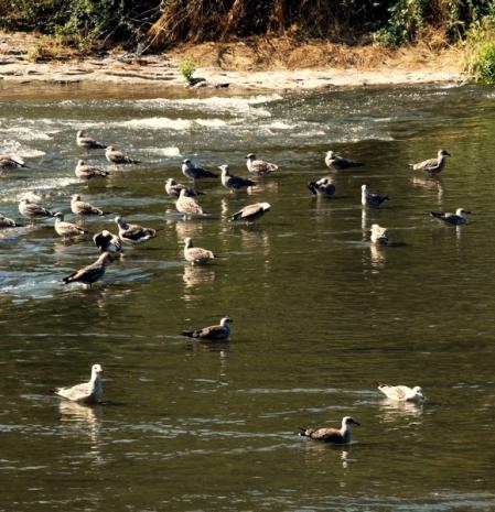 Palomas refrescándose en el Ter en Osona.