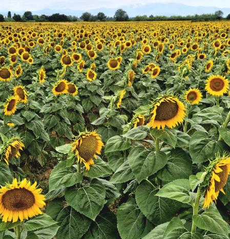 Girasoles en el Alt Empordà.
