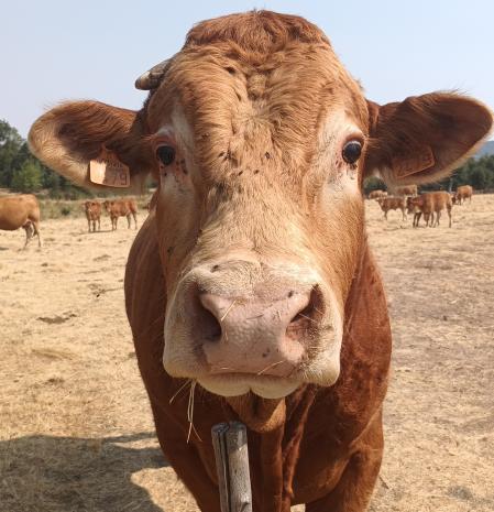 Retrato de un novillo en Nava de Béjar, Salamanca.
