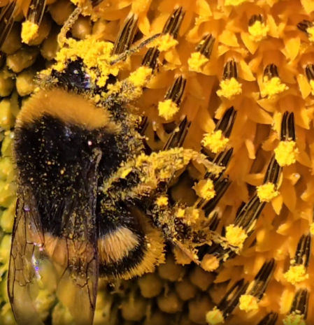 Abeja llena de polen.