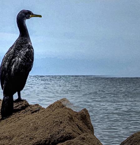 El cormorán vigilante de la Costa Brava.