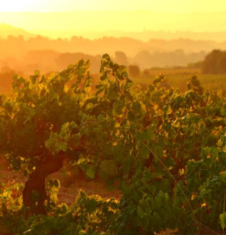 El otoño del Penedès.