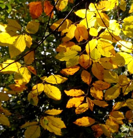 Colores otoñales en Olot, en la comarca de la Garotxa.
