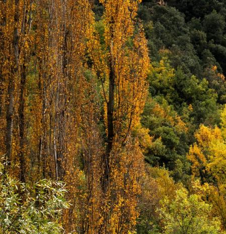 El otoño cambiante de Cercs.