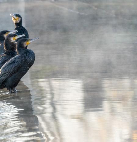Cormoranes entre el humo ártico del Ter.