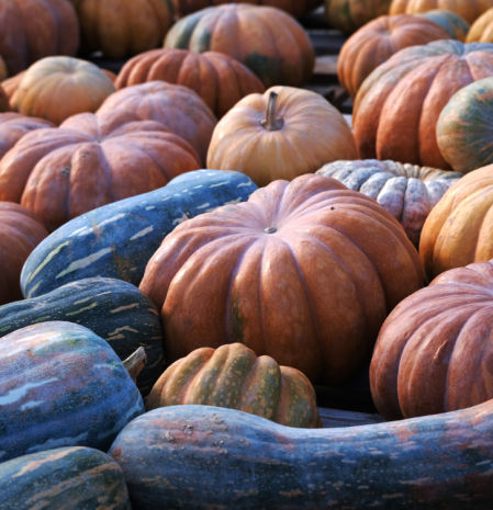 Variedad de calabazas de la zona agraria del Delta del Llobregat.