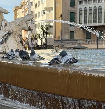 Palomas en la Font del Centenari de Tarragona.