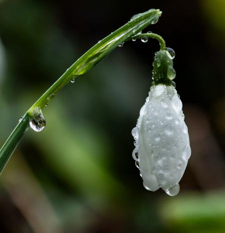Lirio de nieve de la Riera Major.
