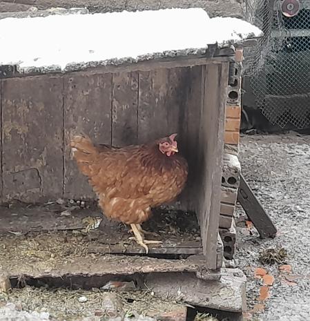 Gallinas en el día de la nevada.