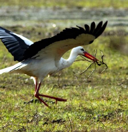 En los Aiguamolls de l'Empordà, una cigüeña levanta el vuelo con una rama para el nido.