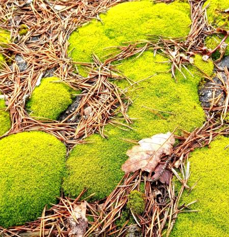 Musgo tupido por la lluvia en Sant Llorenç del Munt.