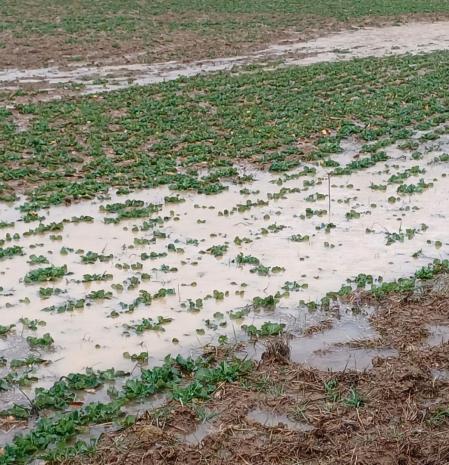 Campo inundado en Oliana.