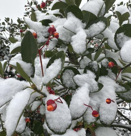Los colores del invierno en Solsona.