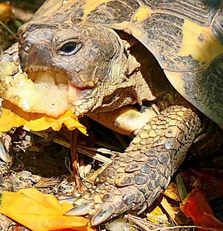 Tortuga despertando del invierno, en Vilobí d'Onyar.
