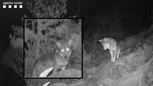 ¿De dónde ha salido el lobo fotografiado en el parque de Aigüestortes?