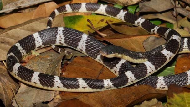 Descubren una nueva especie de las venenosas y caníbales serpientes krait