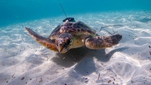 Qué ha pasado con Thunderbird, la tortuga que se salvó de las redes fantasma