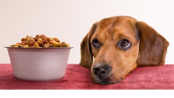 Descubren bacterias resistentes a los antibióticos en comida para perros