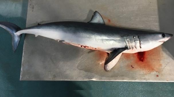 Tiburones en la Costa Brava: cuántos sobreviven y cuáles están en peligro