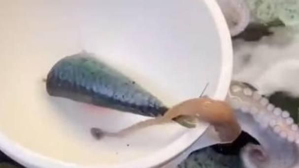 Video sobre la inteligencia de un pulpo&nbsp;